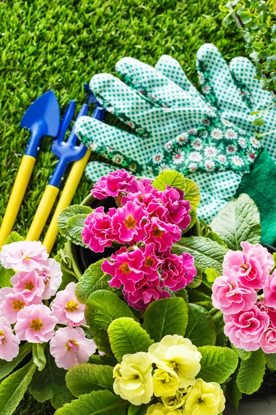 春の花を草に — ストック写真