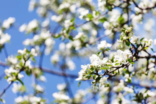 Kukkiva jousipuu — kuvapankkivalokuva