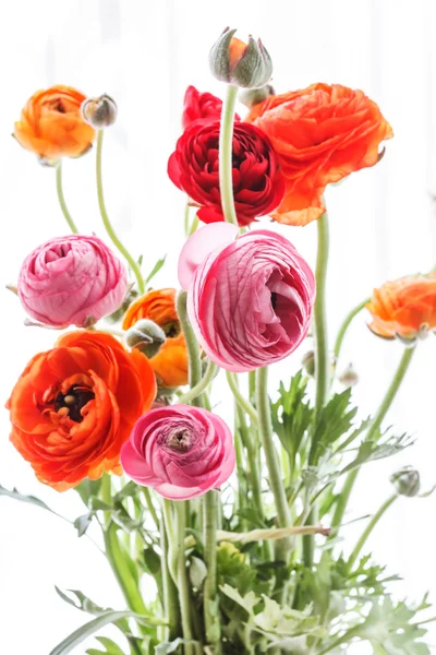 Persian buttercup flowers — Stock Photo, Image