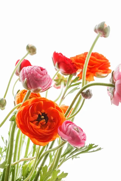 Perski-Jaskier kwiaty — Zdjęcie stockowe
