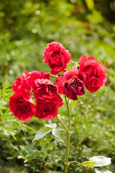 Flores de rosa molhadas no jardim — Fotografia de Stock