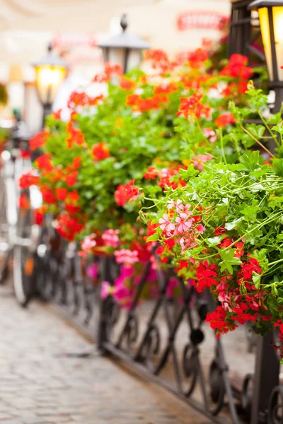 Rote Geranien blühen — Stockfoto