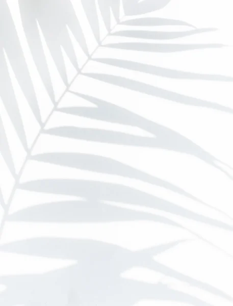 Zostawia cień palmy — Zdjęcie stockowe
