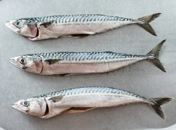 Fresh mackerel fishes — Stock Photo, Image