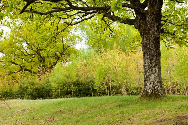 Chêne dans le parc vert — Photo