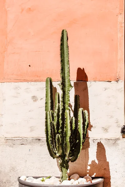 Cactus grande al aire libre — Foto de Stock