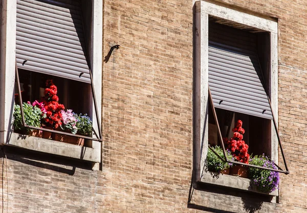 Windows çiçeklerle tuğla duvar — Stok fotoğraf