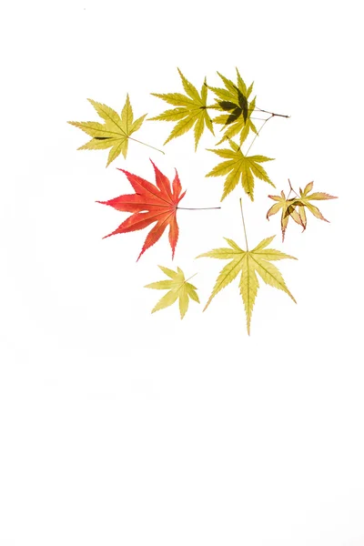 紅葉 — ストック写真