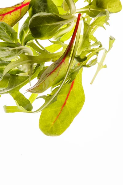 Zöld salátalevél — Stock Fotó