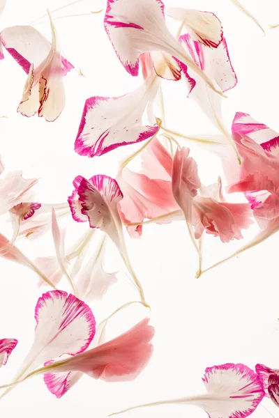 Flower petals background — Stock Photo, Image