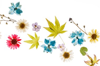 yaz çiçek ve yaprak