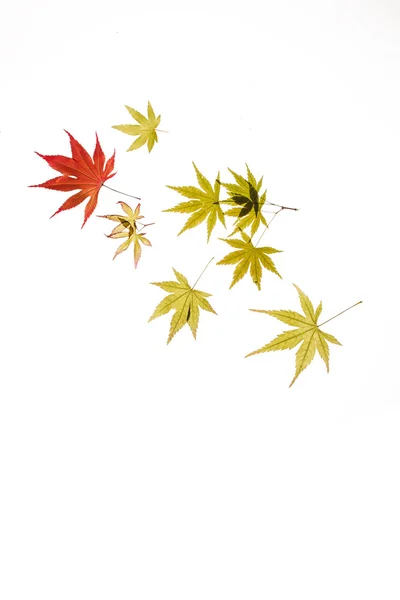 秋天枫叶 — 图库照片