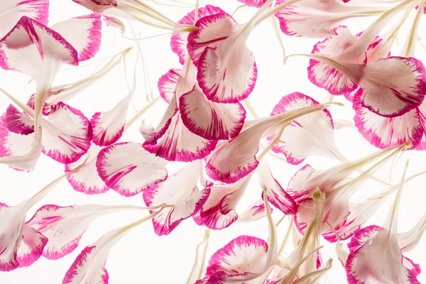 Flower petals background — Stock Photo, Image