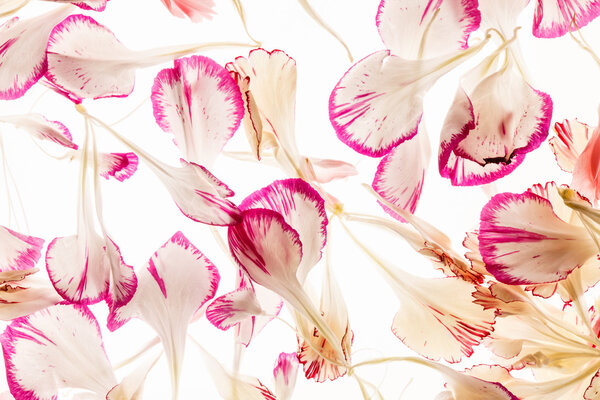 Pink flower petals on white background