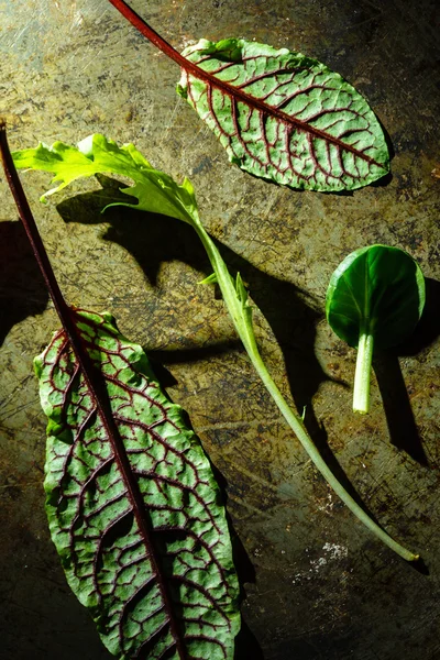 Fresh salad leaves — Stock Photo, Image