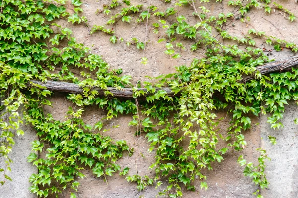 Planta hera na parede — Fotografia de Stock