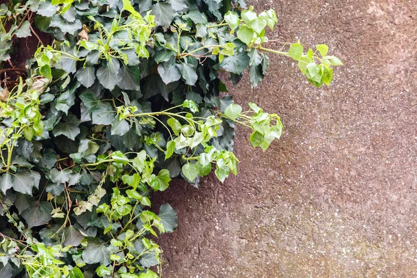 Plante de lierre sur le mur — Photo