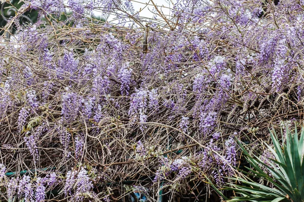Πασχαλιά wistaria λουλούδια — Φωτογραφία Αρχείου