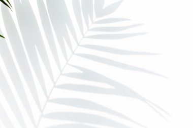 Gölge hurma yaprağı