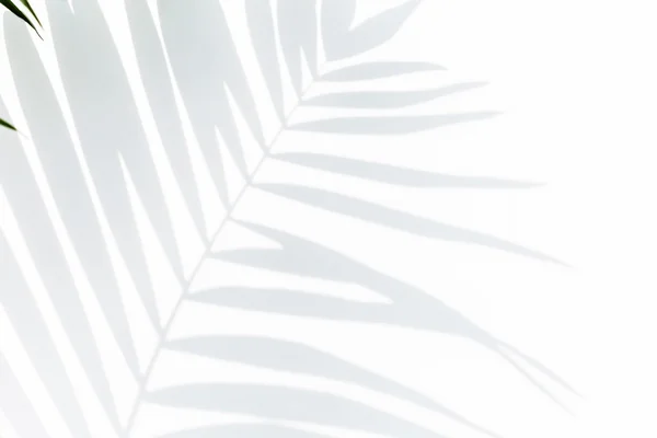 Ombra di foglia di palma — Foto Stock