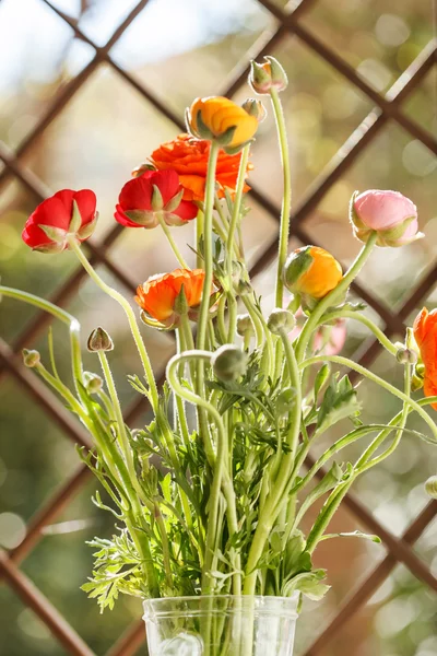 Pérsico buttercup flores — Foto de Stock