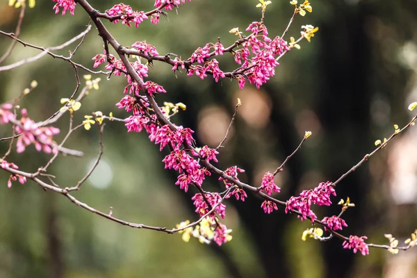 Árbol floreciente primavera —  Fotos de Stock