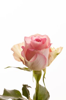 Güzel pembe gül çiçeği