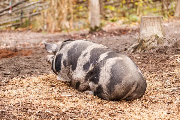 Porcs tachetés à la ferme — Photo