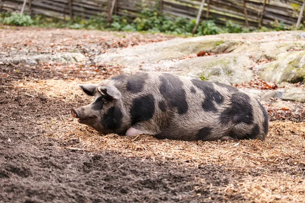 Porco manchado na quinta — Fotografia de Stock