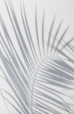 Gölge hurma yaprakları