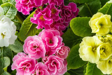 renkli begonia çiçek