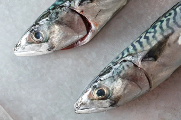 Fresh mackerel fish — Stock Photo, Image