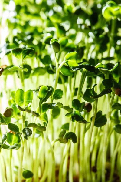 Nährstoffreiche grüne Sprossen — Stockfoto