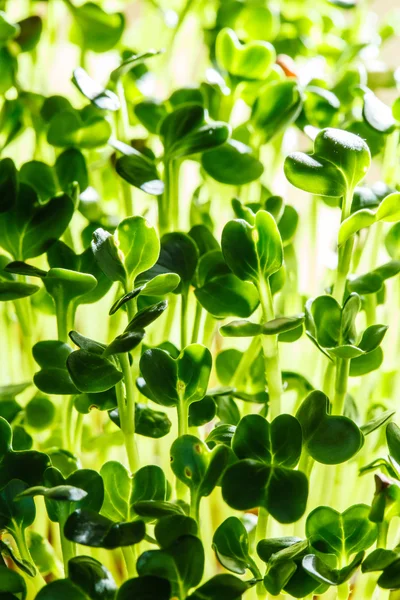 Výživné zelené výhonky — Stock fotografie