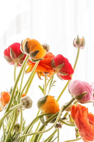 Persian buttercup flowers — Stock Photo, Image