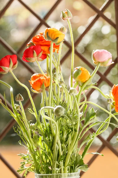 Flores buttercup persas — Fotografia de Stock