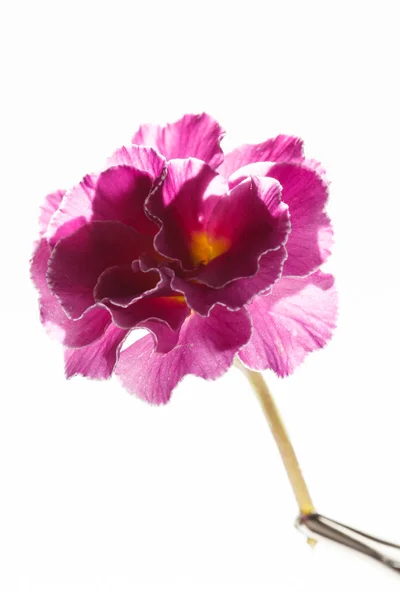 春紫花 — 图库照片