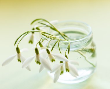 Bahar kardelen çiçeği