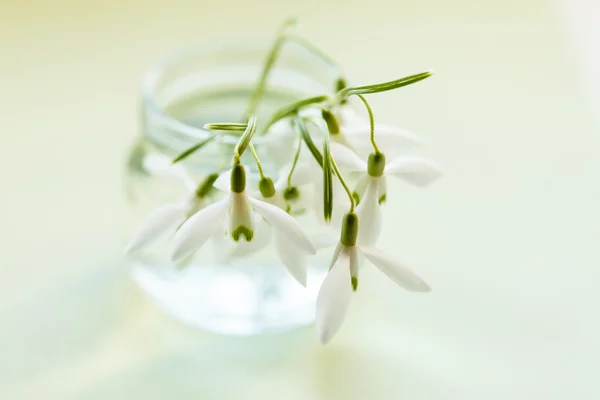 Flores de nieve de primavera —  Fotos de Stock