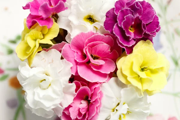 Colorful begonia flowers — Stock Photo, Image