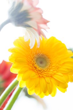 Sarı ve pembe çiçekler