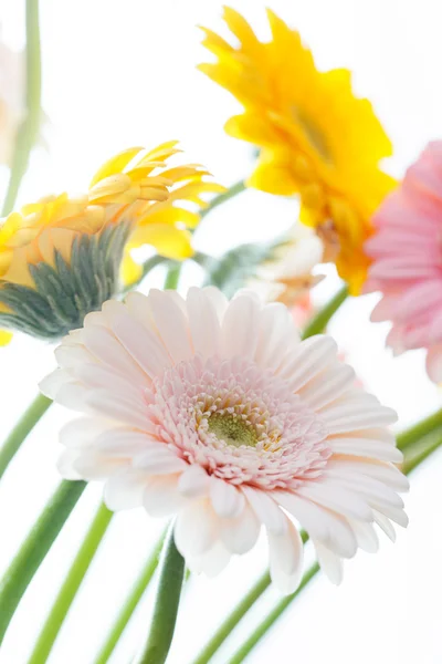 Yellow and pink flowers — Stock Photo, Image