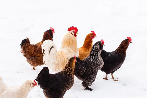 Chickens on the farm at winter — Stock Photo, Image