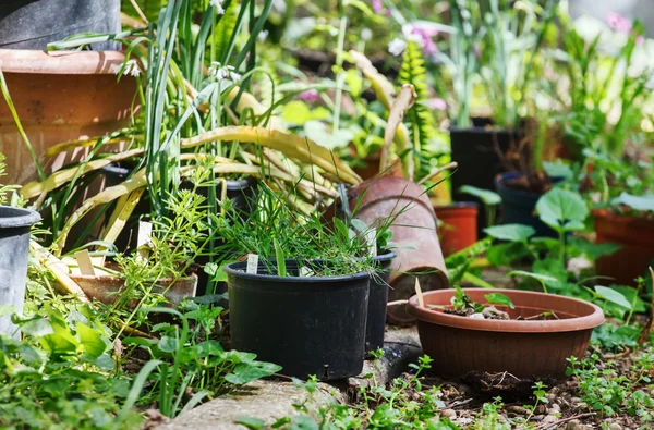 Planten in bloempotten in tuin — Stockfoto