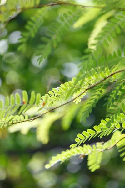 Folhas verdes de verão no ramo — Fotografia de Stock