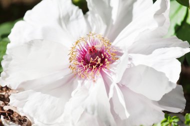 Beyaz şakayık çiçeği