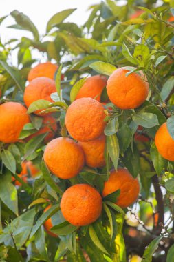 Mandalina ağacı dal