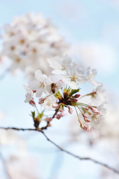 Blooming apricot branch — Stock Photo, Image