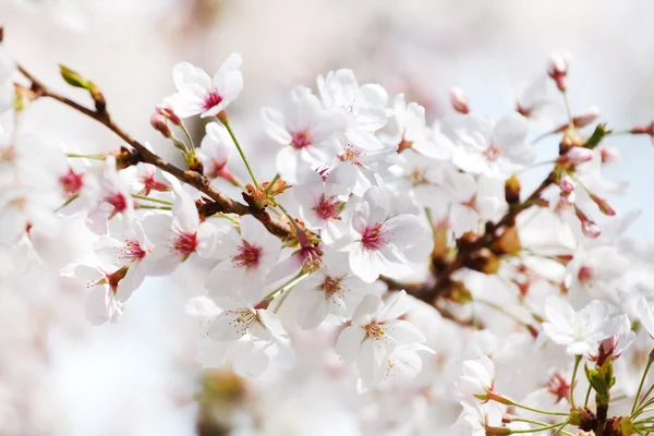 Blooming apricot branch — Stock Photo, Image