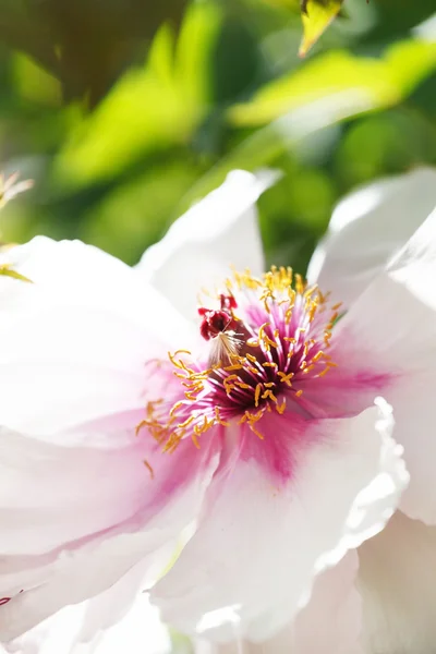 Flor de peonía blanca —  Fotos de Stock